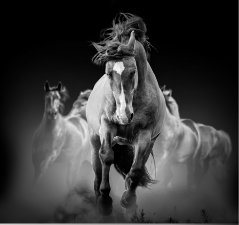 Performance | Equusline