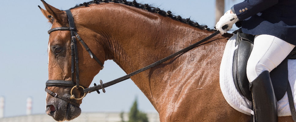 Caballo KWPN Doma clásica Equusline