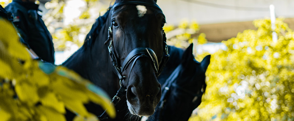 Caballo KWPN caballo holandés Equusline