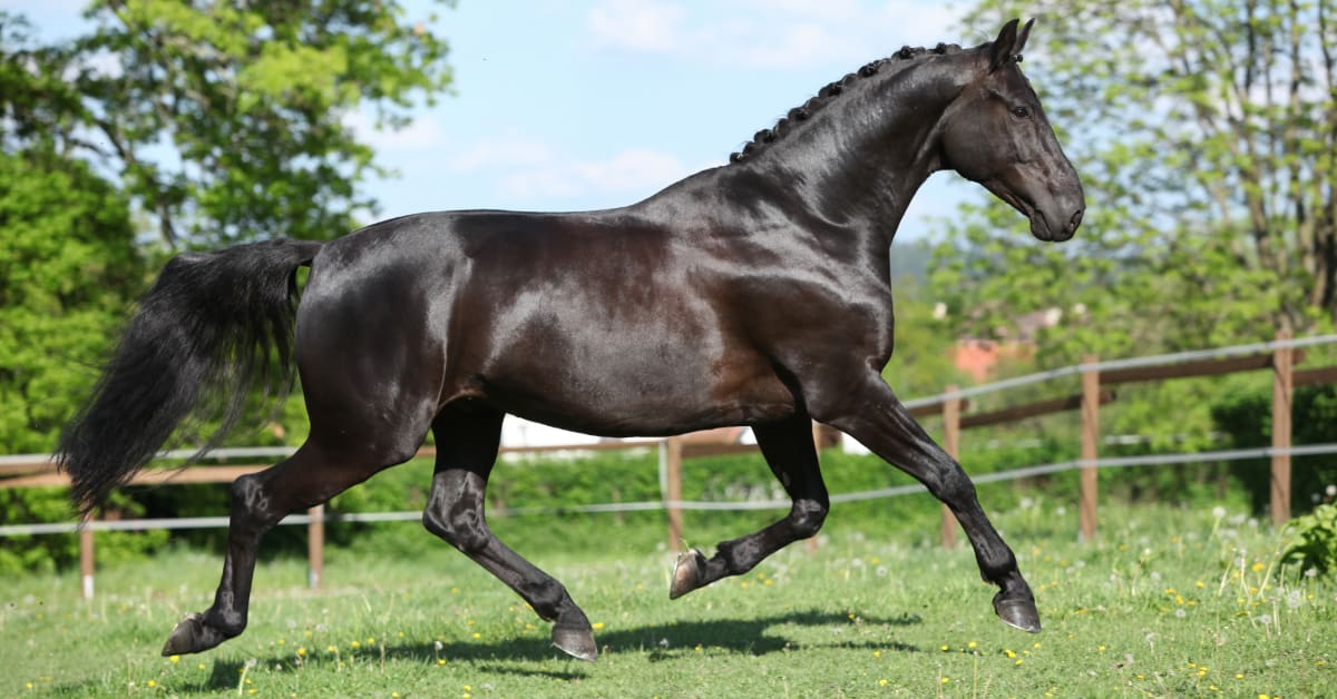Caballo KWPN raza holandesa Equusline