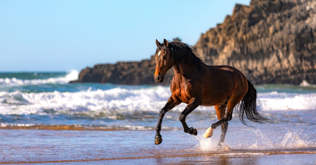 caballo lusitano caballo en la playa Equusline